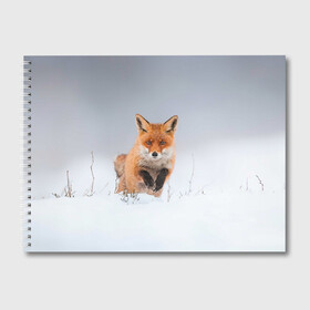 Альбом для рисования с принтом Лисица прыгает по снегу в Кировске, 100% бумага
 | матовая бумага, плотность 200 мг. | Тематика изображения на принте: fox | foxy | животное | звери | лиса | лисенок | лисичка | милая | рыжая | фокс