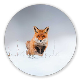 Коврик для мышки круглый с принтом Лисица прыгает по снегу в Кировске, резина и полиэстер | круглая форма, изображение наносится на всю лицевую часть | Тематика изображения на принте: fox | foxy | животное | звери | лиса | лисенок | лисичка | милая | рыжая | фокс