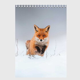 Скетчбук (блокнот) с принтом Лисица прыгает по снегу в Кировске, 100% бумага
 | 48 листов, плотность листов — 100 г/м2, плотность картонной обложки — 250 г/м2. Листы скреплены сверху удобной пружинной спиралью | Тематика изображения на принте: fox | foxy | животное | звери | лиса | лисенок | лисичка | милая | рыжая | фокс