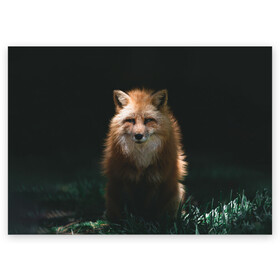 Поздравительная открытка с принтом Хитрый Лис в Кировске, 100% бумага | плотность бумаги 280 г/м2, матовая, на обратной стороне линовка и место для марки
 | animals | beast | forest | fox | nature | orange | predator | red | животные | зверь | лес | лис | лиса | лисица | лисичка | природа | рыжая | рыжий | фыр | хитрый | хищник