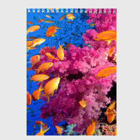 Скетчбук (блокнот) с принтом Коралловые рыбки в Кировске, 100% бумага
 | 48 листов, плотность листов — 100 г/м2, плотность картонной обложки — 250 г/м2. Листы скреплены сверху удобной пружинной спиралью | коралловые | море | океан | подводный мир | рифы | рыбки | рыбы
