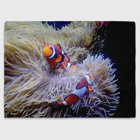 Плед 3D с принтом Клоуны в актинии в Кировске, 100% полиэстер | закругленные углы, все края обработаны. Ткань не мнется и не растягивается | актиния | клоуны | коралловые | море | подводный мир | рыбки