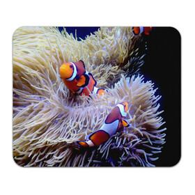 Коврик для мышки прямоугольный с принтом Клоуны в актинии в Кировске, натуральный каучук | размер 230 х 185 мм; запечатка лицевой стороны | актиния | клоуны | коралловые | море | подводный мир | рыбки