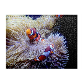 Обложка для студенческого билета с принтом Клоуны в актинии в Кировске, натуральная кожа | Размер: 11*8 см; Печать на всей внешней стороне | Тематика изображения на принте: актиния | клоуны | коралловые | море | подводный мир | рыбки