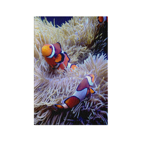 Обложка для паспорта матовая кожа с принтом Клоуны в актинии в Кировске, натуральная матовая кожа | размер 19,3 х 13,7 см; прозрачные пластиковые крепления | Тематика изображения на принте: актиния | клоуны | коралловые | море | подводный мир | рыбки