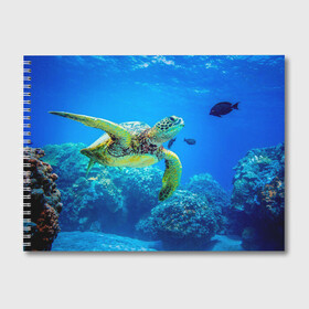 Альбом для рисования с принтом Морская черепаха в Кировске, 100% бумага
 | матовая бумага, плотность 200 мг. | Тематика изображения на принте: морская черепаха | океан | подводный мир | черепаха