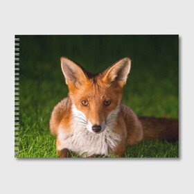 Альбом для рисования с принтом Лисица в Кировске, 100% бумага
 | матовая бумага, плотность 200 мг. | Тематика изображения на принте: fox | foxy | животное | звери | лиса | лисенок | лисичка | милая | рыжая | фокс