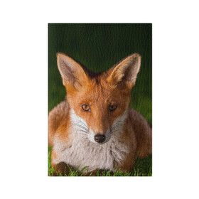 Обложка для паспорта матовая кожа с принтом Лисица в Кировске, натуральная матовая кожа | размер 19,3 х 13,7 см; прозрачные пластиковые крепления | fox | foxy | животное | звери | лиса | лисенок | лисичка | милая | рыжая | фокс