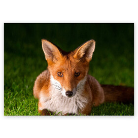 Поздравительная открытка с принтом Лисица в Кировске, 100% бумага | плотность бумаги 280 г/м2, матовая, на обратной стороне линовка и место для марки
 | Тематика изображения на принте: fox | foxy | животное | звери | лиса | лисенок | лисичка | милая | рыжая | фокс