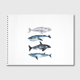 Альбом для рисования с принтом киты в Кировске, 100% бумага
 | матовая бумага, плотность 200 мг. | Тематика изображения на принте: ocean | orca | sea | sea animal | whale | белуха | дельфин | касатка | кит | море | океан | рисунок кита | синий кит
