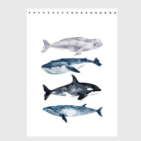 Скетчбук с принтом киты в Кировске, 100% бумага
 | 48 листов, плотность листов — 100 г/м2, плотность картонной обложки — 250 г/м2. Листы скреплены сверху удобной пружинной спиралью | Тематика изображения на принте: ocean | orca | sea | sea animal | whale | белуха | дельфин | касатка | кит | море | океан | рисунок кита | синий кит