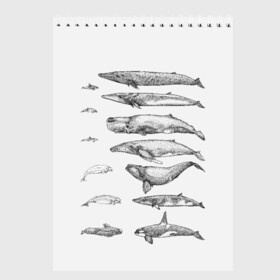 Скетчбук с принтом киты графика в Кировске, 100% бумага
 | 48 листов, плотность листов — 100 г/м2, плотность картонной обложки — 250 г/м2. Листы скреплены сверху удобной пружинной спиралью | Тематика изображения на принте: ocean | orca | sea | sea animal | whale | графика | дельфин | касатка | кит | море | океан | плакат | рисунок кита