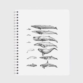 Тетрадь с принтом киты графика в Кировске, 100% бумага | 48 листов, плотность листов — 60 г/м2, плотность картонной обложки — 250 г/м2. Листы скреплены сбоку удобной пружинной спиралью. Уголки страниц и обложки скругленные. Цвет линий — светло-серый
 | Тематика изображения на принте: ocean | orca | sea | sea animal | whale | графика | дельфин | касатка | кит | море | океан | плакат | рисунок кита