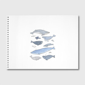 Альбом для рисования с принтом киты в Кировске, 100% бумага
 | матовая бумага, плотность 200 мг. | Тематика изображения на принте: ocean | orca | sea | sea animal | whale | графика | дельфин | иллюстрация | касатка | кит | море | океан | рисунок кита