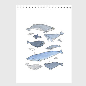 Скетчбук с принтом киты в Кировске, 100% бумага
 | 48 листов, плотность листов — 100 г/м2, плотность картонной обложки — 250 г/м2. Листы скреплены сверху удобной пружинной спиралью | Тематика изображения на принте: ocean | orca | sea | sea animal | whale | графика | дельфин | иллюстрация | касатка | кит | море | океан | рисунок кита