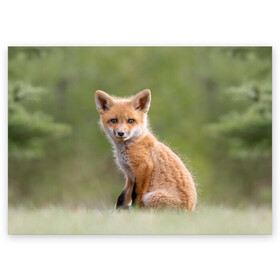 Поздравительная открытка с принтом Лисенок в Кировске, 100% бумага | плотность бумаги 280 г/м2, матовая, на обратной стороне линовка и место для марки
 | Тематика изображения на принте: fox | foxy | животное | звери | лиса | лисенок | лисичка | милая | рыжая | фокс