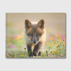 Альбом для рисования с принтом Лисичка в Кировске, 100% бумага
 | матовая бумага, плотность 200 мг. | Тематика изображения на принте: fox | foxy | животное | звери | лиса | лисенок | лисичка | милая | рыжая | фокс