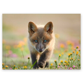 Поздравительная открытка с принтом Лисичка в Кировске, 100% бумага | плотность бумаги 280 г/м2, матовая, на обратной стороне линовка и место для марки
 | Тематика изображения на принте: fox | foxy | животное | звери | лиса | лисенок | лисичка | милая | рыжая | фокс