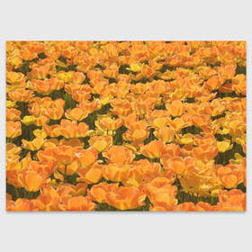 Поздравительная открытка с принтом оранжевые розы в Кировске, 100% бумага | плотность бумаги 280 г/м2, матовая, на обратной стороне линовка и место для марки
 | оранжевые розы | цветы
