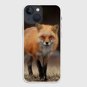 Чехол для iPhone 13 mini с принтом Хитрая лисица в Кировске,  |  | fox | foxy | животное | звери | лиса | лисенок | лисичка | милая | рыжая | фокс