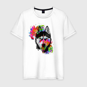 Мужская футболка хлопок с принтом собака с торчащими ушами в Кировске, 100% хлопок | прямой крой, круглый вырез горловины, длина до линии бедер, слегка спущенное плечо. | белый | добрый | красивый | краски | собака | хаски | цвет | цветной | черный