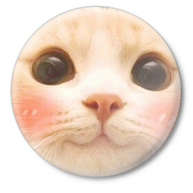 Значок с принтом Мем про котов в Кировске,  металл | круглая форма, металлическая застежка в виде булавки | Тематика изображения на принте: белый | кот | мем | милый | прикол