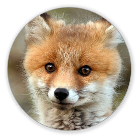 Коврик для мышки круглый с принтом Миленький лисенок в Кировске, резина и полиэстер | круглая форма, изображение наносится на всю лицевую часть | Тематика изображения на принте: fox | foxy | животное | звери | лиса | лисенок | лисичка | милая | рыжая | фокс