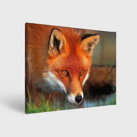 Холст прямоугольный с принтом Лисица охотница в Кировске, 100% ПВХ |  | Тематика изображения на принте: fox | foxy | животное | звери | лиса | лисенок | лисичка | милая | рыжая | фокс