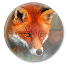 Значок с принтом Лисица охотница в Кировске,  металл | круглая форма, металлическая застежка в виде булавки | fox | foxy | животное | звери | лиса | лисенок | лисичка | милая | рыжая | фокс