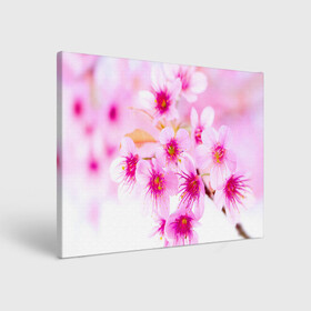 Холст прямоугольный с принтом Весеннее цветение вишни в Кировске, 100% ПВХ |  | бутоны | весна | девушкам | красивые | розовые | сакура | цветение | цветы | яблоня