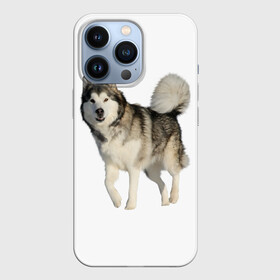 Чехол для iPhone 13 Pro с принтом маламут Аляска в Кировске,  |  | аляска | аляскинский маамут | маламут | маламутик | собака | собаки