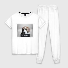 Женская пижама хлопок с принтом Бигль шалун в Кировске, 100% хлопок | брюки и футболка прямого кроя, без карманов, на брюках мягкая резинка на поясе и по низу штанин | бигль | друг | любимец | питомец | собака