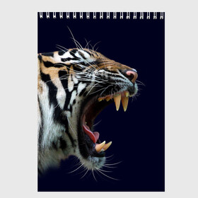 Скетчбук с принтом Оскал тигра | Большая кошка в Кировске, 100% бумага
 | 48 листов, плотность листов — 100 г/м2, плотность картонной обложки — 250 г/м2. Листы скреплены сверху удобной пружинной спиралью | 2022 | big teeth | fangs | grin | tiger | tigr | tigris | большая кошка | большие зубы | клыки | новый год | оскалиться | острые клыки | полосатая кошка | скалить | скалить зубы | тигр